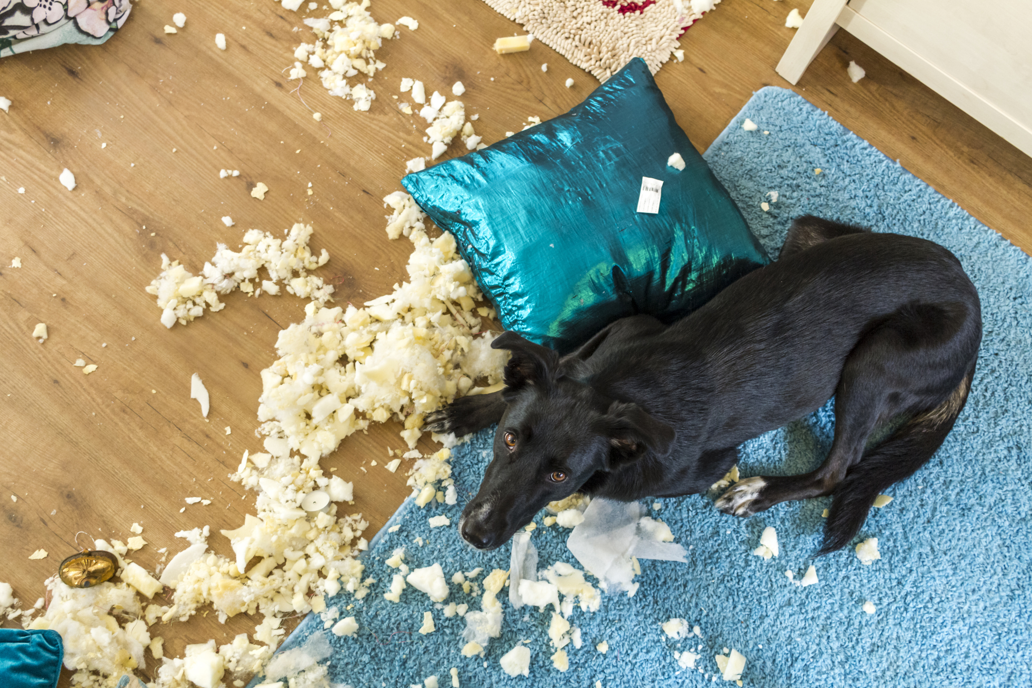 Exploded Cushion and Guilty Dog